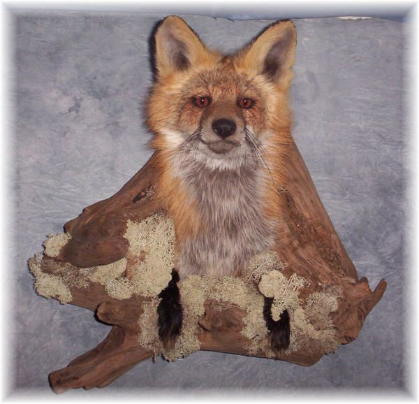 BEAUTIFUL RED FOX MOUNT TAXIDERMY WILDLIFE ART  