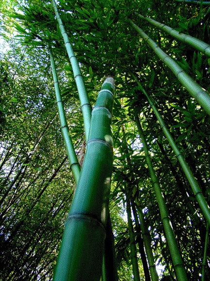   of 10 Madake bamboo, Japanese giant timber bamboo plant grows to 75